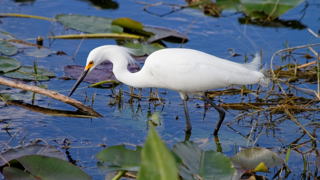 02 - Everglade NP (69) Grande Aigrette.jpg